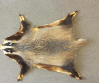 Dachsfell aus einheimischer Jagd