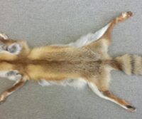 Rotfuchsfell aus eigener Jagd (Schweiz) Wildfang, keine Fallenjagd
