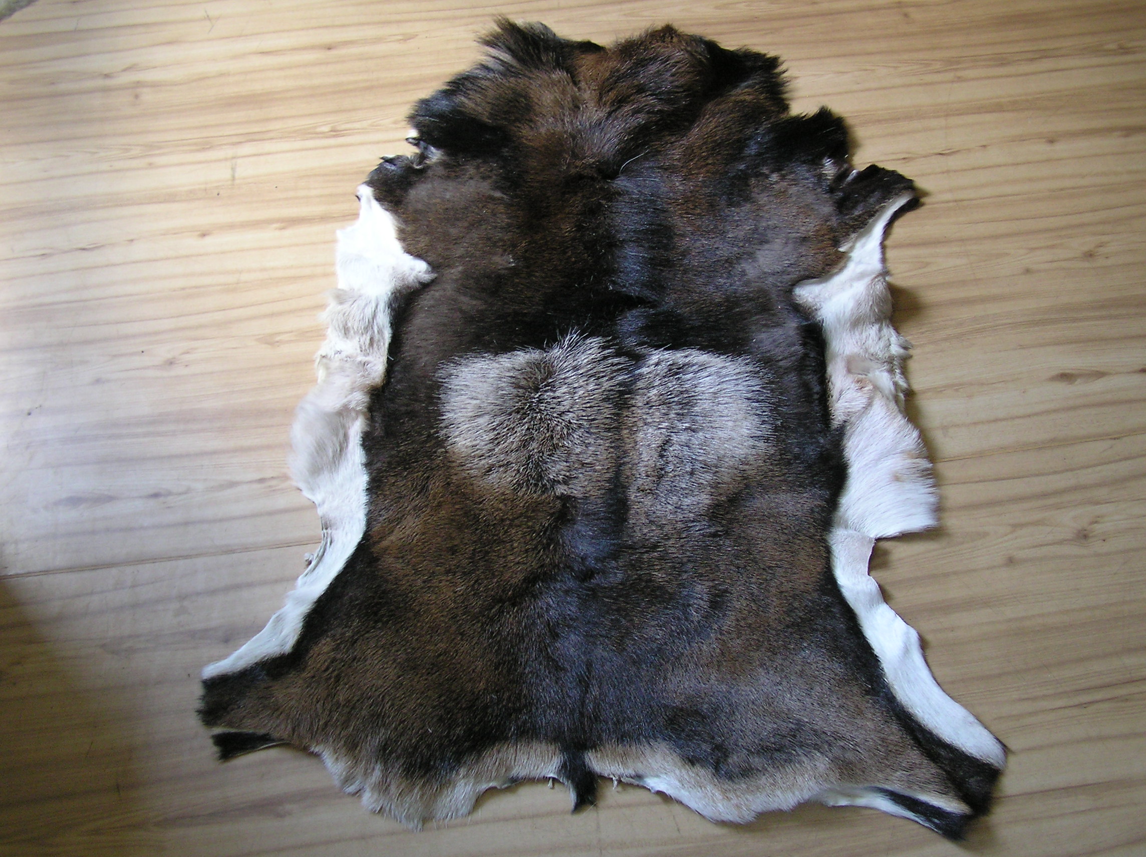 Mufflonfell, Mufflondecke, Mouflonfell Mufflonfell, Mufflondecke, Mouflonfell