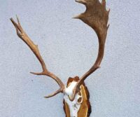 Damhirsch
