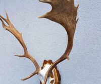 Damhirsch