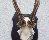 Rehbock-Geweih mit Swarovski-Steinen. Unikat!