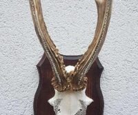 Rehbock-Geweih mit Swarovski-Steinen. Unikat!