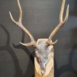 Sikahirsch-Geweih mit Swarovskisteinen