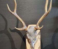 Sikahirsch-Geweih mit Swarovskisteinen