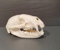 Dachsschädel aus Appenzeller Jagd