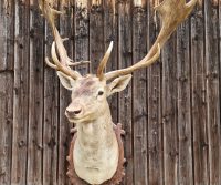 Damhirsch-Trophäe Foto 2