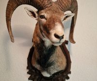 Mufflon-Widder-Präprarat