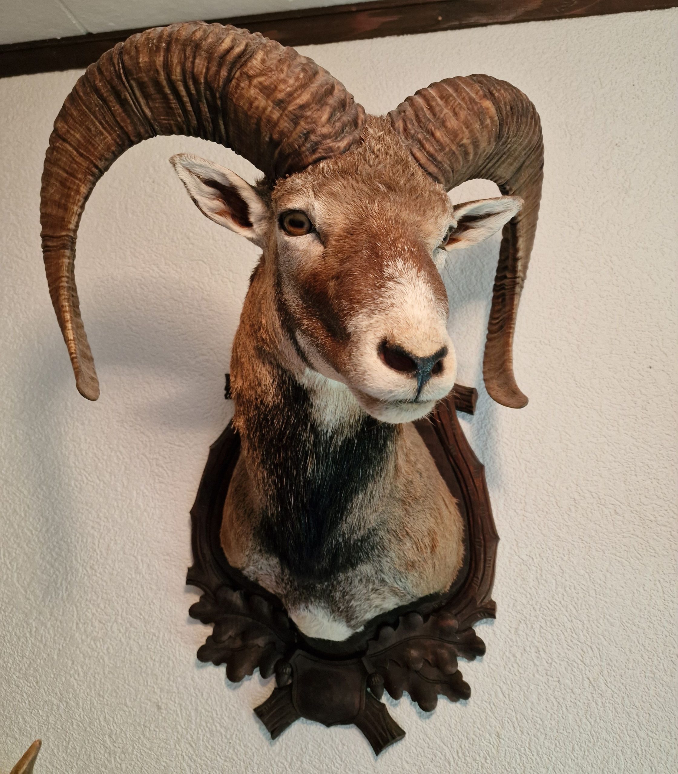 Mufflon-Widder-Präprarat Mufflon-Widder-Präprarat