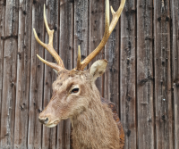 Sika-Hirsch-Trophäe Präprat