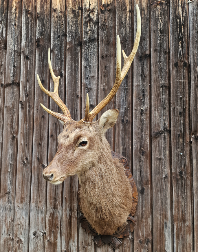 Sika-Hirsch-Trophäe Präprat Sika-Hirsch-Trophäe Präprat