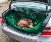 Wildwanne Auto