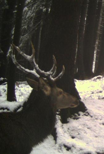 Geweih