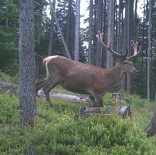 Hirsch