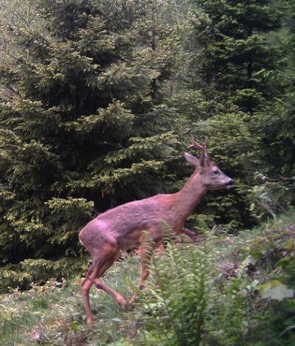Hirsch