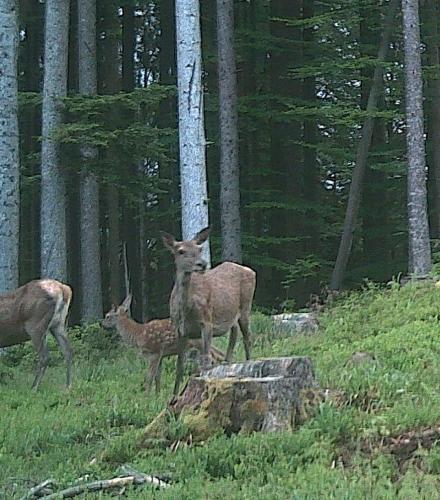 Hirsche