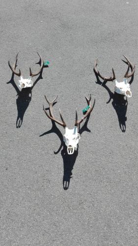 Trophäen